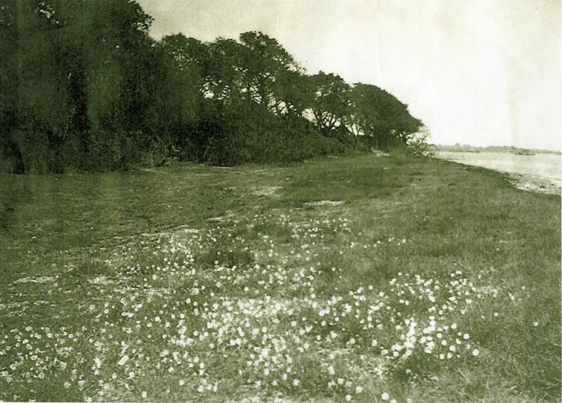  Cudmore Grove & the bowling Green in the 1920s. Ordnance Survey maps of the time use the name Cudmore Grove for the row of woodland upper left on the photograph. 
Cat1 Mersea-->East Cat2 Mersea-->Beach