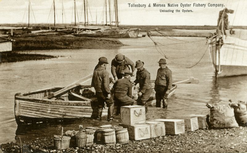 Click to Pause Slide Show


 Tollesbury and Mersea Native Oyster Fishery Company. Unloading the oysters. Postcard not mailed.

The company was formed in 1879. This photograph, originally issued on a calendar, shows the day's catch being unloaded on Tollesbury Hard. The highest number of oysters ever despatched by rail on any one day was 110,000. [Tollesbury Past] 
Cat1 Tollesbury-->Woodrolfe Cat2 Oysters-->Pictures Cat3 Tollesbury-->Oysters