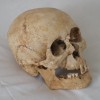 49. ID COR2_012_004 Skull dug up in 1979 behind the Coast Road cottages near West Mersea church.
Cat1 Museum-->History Cat2 Museum-->Artefacts and Contents Cat3 Museum-->Artefacts and Contents