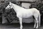 160. ID AWA_031 Patricia Catchpole stables. Paddy (Arva Lad) belonged to Dr Howes and lived well into his 30s.
Cat1 Mersea-->Shops & Businesses