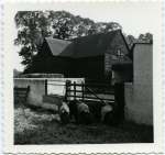 17. ID AWA_211 Essex pigs in the yard at Brierley Hall Farm, West Mersea. Late 1950s. 2001 conversion of the barn to a house as part of Brierley Paddocks development started, ...
Cat1 Farming Cat2 Mersea-->Developments