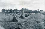 Harvesting in West Mersea with corn stooks standing in the field - in Mersea these were known as traves or traives. Looking across what is known in 2009 as the 'Legion Field', formerly known as Eight Acres.
In the background is Barfield Road from what is now Lower 
Kingland Road to Melrose Road. The school is on the left - the belfry on the 'Old' school is still in place. The small bungalow with the sunshine on 
the roof to the right of the picture, was the home of the Whiting family 
for many years. The two pairs of cottages in the right half of the picture have been replaced by modern housing while the two in the centre of the picture remain the same shape but have been modernized.
One of the photographs used in Queen's Estates Souvenir brochure, advertising the sale on 24 August 1907 of a number of building plots in West Mersea. The brochure is in Mersea Museum archives. Before August 1907.