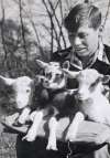 81. ID GWC_051 Geoff Wyncoll's brother David with 3 kid goats. Geoff says:
My parents, along with many other animals kept 2 goats at our home in Peldon Amelia and Bill. ...
Cat1 Places-->Peldon-->People