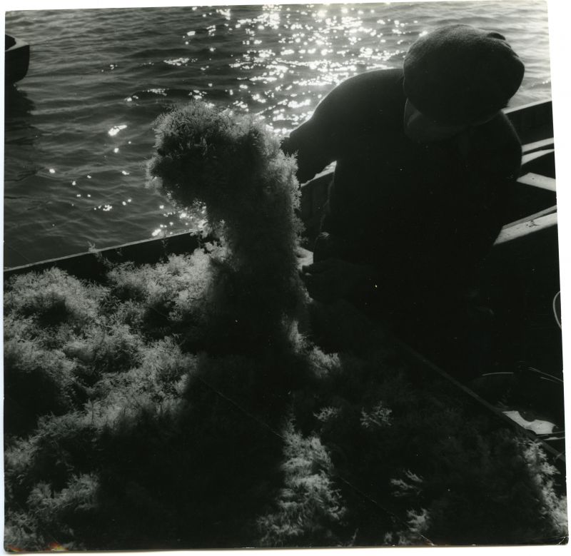  Weed dredging - 1930s 
Cat1 [Not Set] Cat2 Fishing