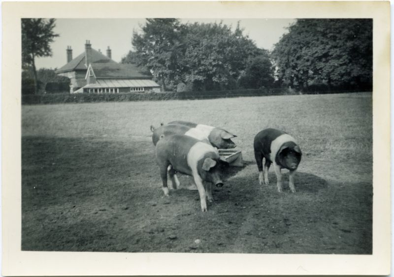 ID AWA_201 Brierley Hall fields, owned by Archie Knight. Essex pigs. Looking across to ...