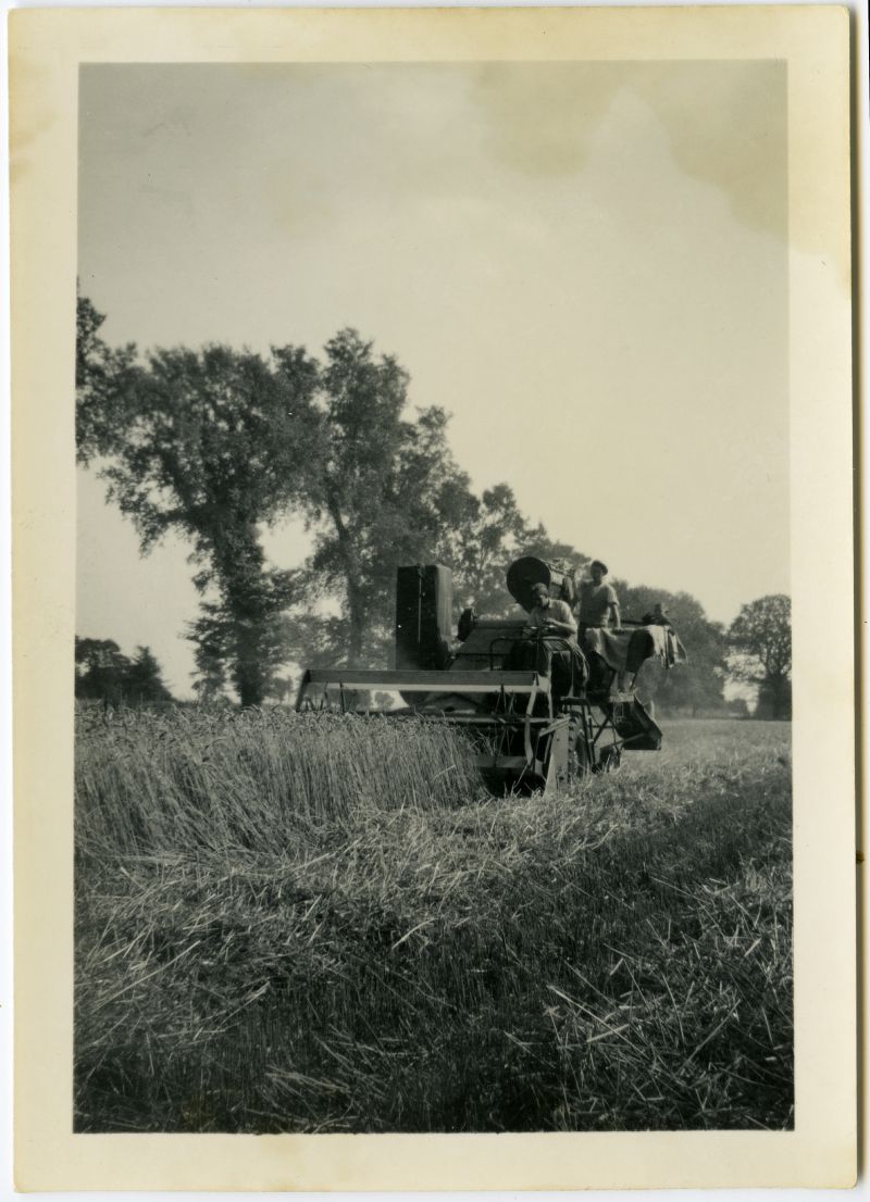ID AWA_205 Harvesting at Brierley Hall Farm West Mersea in the late 1950s. Driving the ...