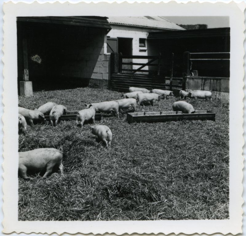 ID AWA_209 Landrace Cross pigs in the yard at Brierley Hall Farm, West Mersea, in the late ...