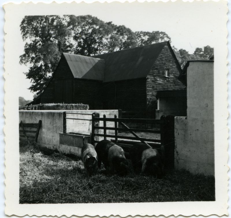  Essex pigs in the yard at Brierley Hall Farm, West Mersea. Late 1950s. 2001 conversion of the barn to a house as part of Brierley Paddocks development started, but it fell down and was totally rebuilt. 
Cat1 Farming Cat2 Mersea-->Developments