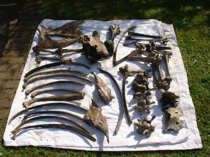 Bison bones found East Mersea 2011
