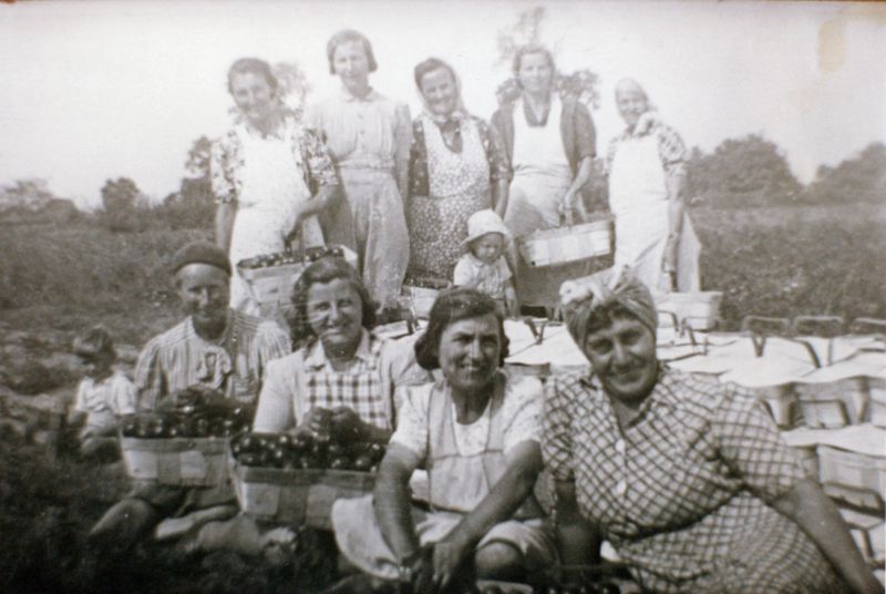  Tomato picking Beckingham Hall Farm, Birch, about 1947.

Back row L-R 1. Mrs Cooper, 2. Mrs Mildred Pulford, 3. Mrs Hilda Whybrow, 4. child, 5. Mrs Olive Pentney, 6. Mrs Smith.

Front row 1. child, 2. Mrs Flo Pepper, 3. Mrs Mabel Wheeler, 4. Mrs Emm Forsdick, 5. Mrs Lettie McGill.

Photo 62 M.W. 
Cat1 Farming Cat2 Birch-->People