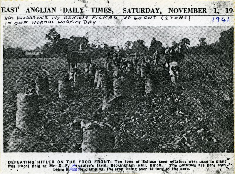  Defeating Hitler on the Food Front: Ten tons of Eclipse seed potatoes were used to plant this 9-acre field at Mr D.F. Macauley's farm Beckingham Hall, Birch. The potatoes are here seen being lifted for clamping, the crop being over 15 tons to the acre.



Mrs Florence Ivy Adkins picked up to 40 cwt (2 tons) in one normal working day.



From East Anglian Daily Times, 1 November ...
Cat1 Farming Cat2 War-->World War 2 Cat3 Birch-->People