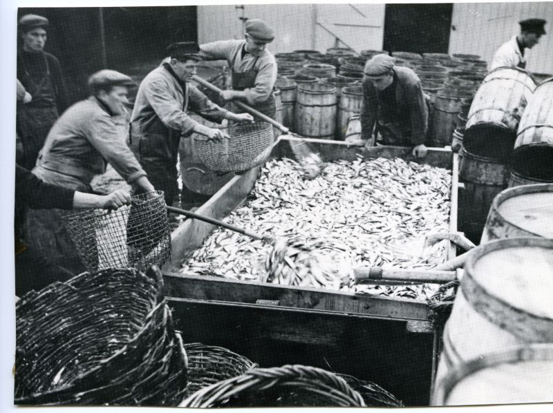 ID BF69_015_013 Washing sprats in readiness for packing. Brightlingsea.
<br>Used in The ...