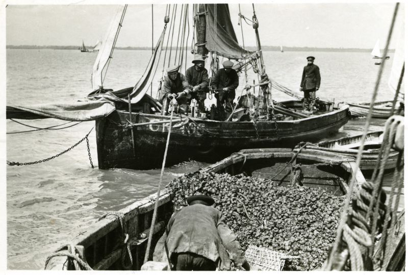  Dredging up oysters in the River Colne. [DW]

The Colne Fishery Company smack NATIVE hauls alongside an oyster skiff to dump thousands of slipper limpets dredged from the oyster grounds in the course of a tide's work. The limpets are a pest which was imported to Essex with shipments of American Bluepoint oysters for re-laying in English waters, and severely diminished oyster stocks. There are ...
Cat1 Smacks and Bawleys Cat2 Places-->Colne Cat3 Oysters-->Pictures