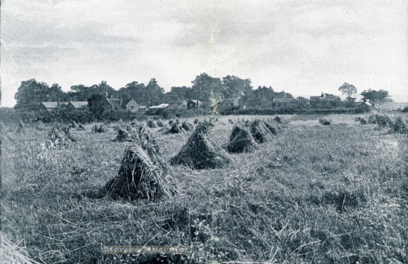  Harvesting in West Mersea with corn stooks standing in the field - in Mersea these were known as traves or traives. Looking across what is known in 2009 as the 'Legion Field', formerly known as Eight Acres.
In the background is Barfield Road from what is now Lower 
Kingland Road to Melrose Road. The school is on the left - the belfry on the 'Old' school is still in place. The small bungalow ...
Cat1 Museum-->Papers-->Estates-->Queen's Cat2 Mersea-->Views Cat3 [Display on front screen] Cat4 Farming