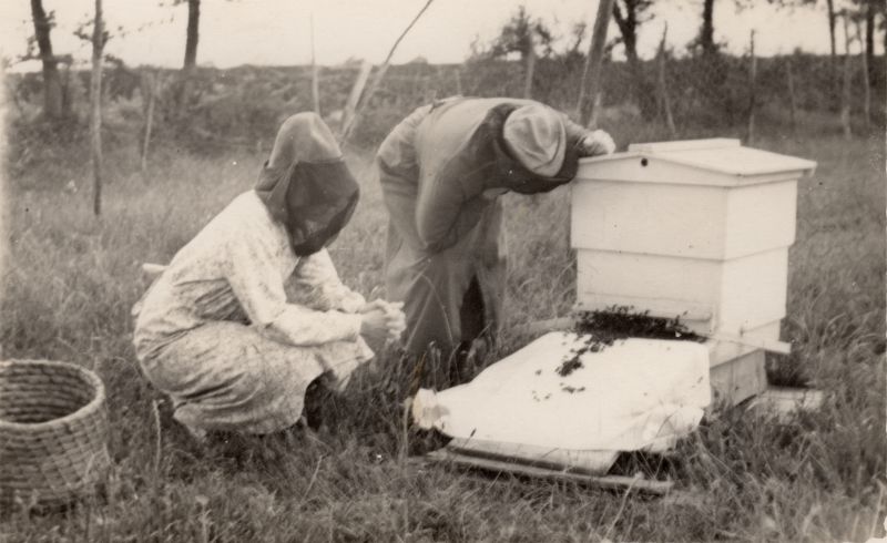 Beekeepers 
Cat1 Farming