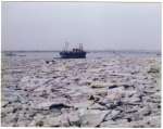 23. ID ASH092 An icy winter. Thought to be late 1980s.
1984 was also a bad winter with a lot of ice in the creeks...
Cat1 Weather Cat2 Mersea-->Creeks, fleets, channels, saltings