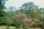 135. ID PBA_163_001 Birch School garden, Spring 1968. The Judas Tree.
Photo 168 TBM.
Cat1 Birch-->School