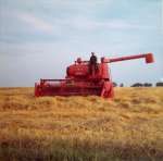 160. ID RTC_111 Bringing in the harvest at Little Wigborough. Massey Ferguson combine KNO88F ?
Cat1 Places-->Wigborough Cat2 Farming
