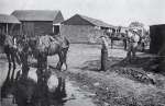 105. ID MBK_TPT_047_002 Watering Horses. Three horses take a well-earned drink at the pond in front of Tollesbury Hall Farm. The central building is the cart lodge, in front of which a ...
Cat1 Tollesbury-->Buildings Cat2 Farming