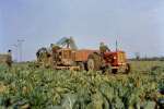 85. ID GSM_FMG_021 Farming on Mersea Island. Nuffield tractor 3606EV and David Brown 350 936REV
Cat1 Farming