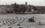 24. ID BJ41_016_007 Brighlingsea Parish Church across the valley from Thorington. Tractor and binder at work. Sheaves of corn waiting to be gathered into stooks.
Postcard 3001
Cat1 Places-->Brightlingsea Cat2 Farming